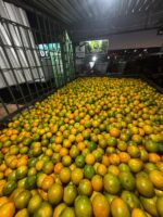 Sergipano da Laranja
